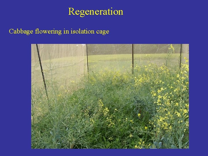 Regeneration Cabbage flowering in isolation cage 