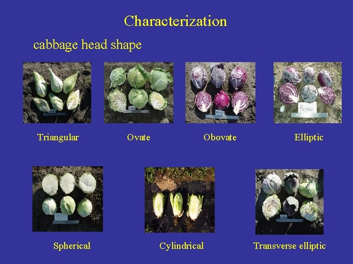 Characterization cabbage head shape Triangular Spherical Ovate Obovate Cylindrical Elliptic Transverse elliptic 