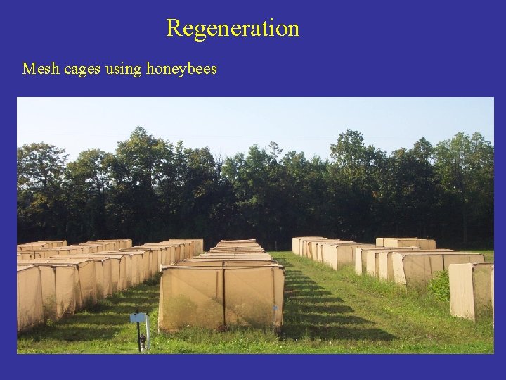 Regeneration Mesh cages using honeybees 