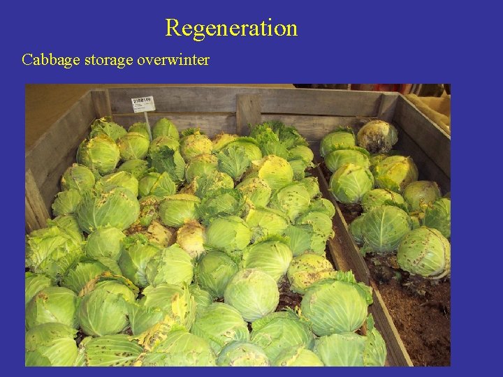 Regeneration Cabbage storage overwinter 