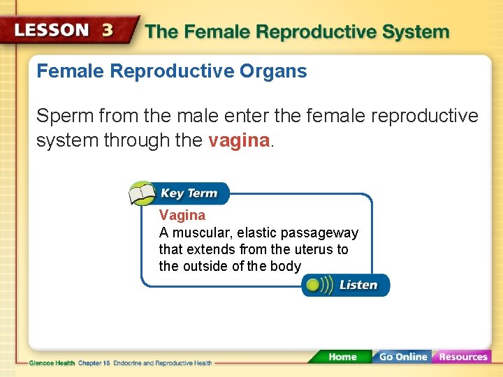 Female Reproductive Organs Sperm from the male enter the female reproductive system through the