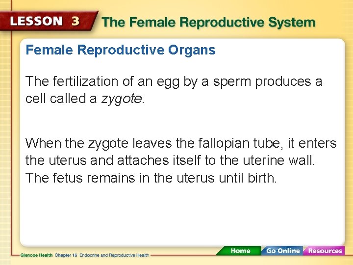 Female Reproductive Organs The fertilization of an egg by a sperm produces a cell