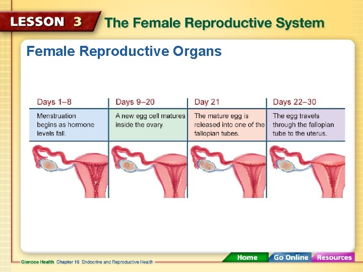 Female Reproductive Organs 