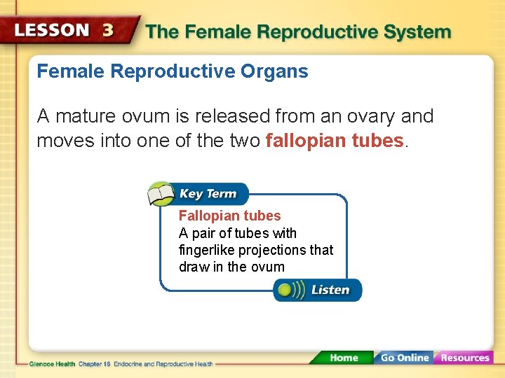 Female Reproductive Organs A mature ovum is released from an ovary and moves into