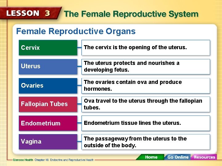Female Reproductive Organs Cervix The cervix is the opening of the uterus. Uterus The