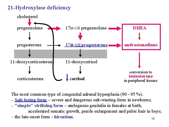 21 -Hydroxylase deficiency cholesterol pregnenolone 17 -OH pregnenolone progesterone 17 -OH progesterone androstenedione 11