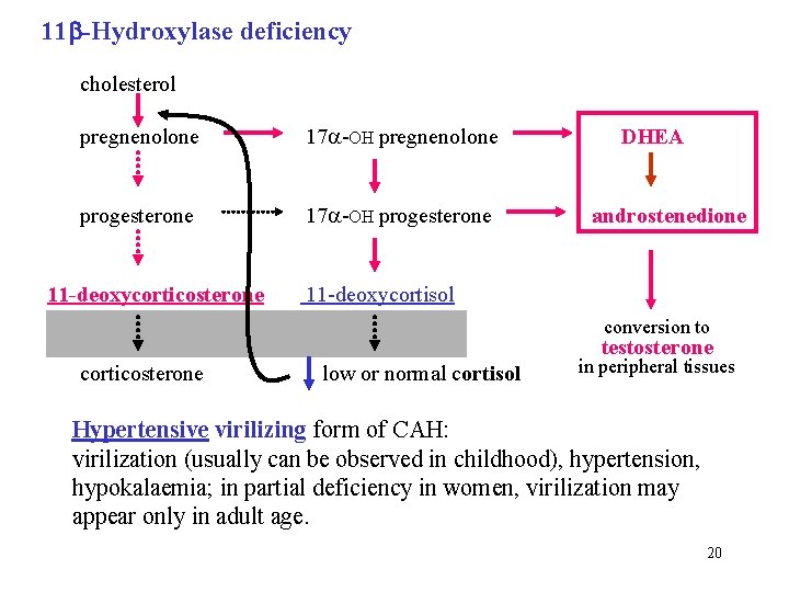 11 -Hydroxylase deficiency cholesterol pregnenolone 17 -OH pregnenolone progesterone 17 -OH progesterone DHEA androstenedione