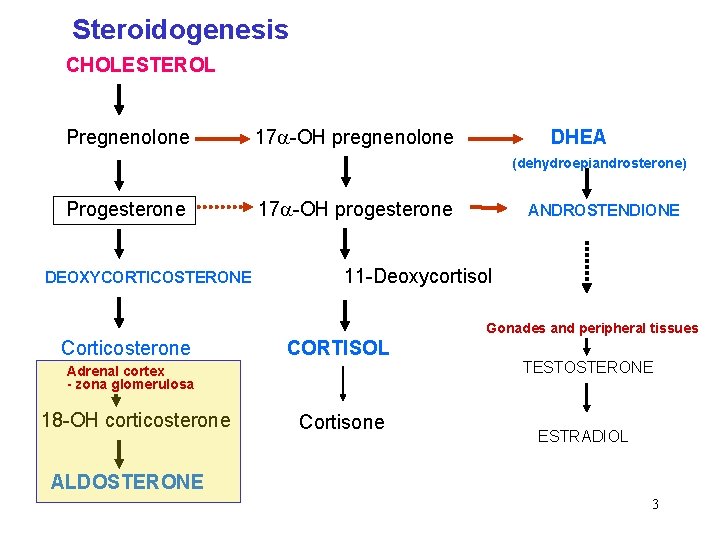 Steroidogenesis CHOLESTEROL Pregnenolone 17 -OH pregnenolone DHEA (dehydroepiandrosterone) Progesterone DEOXYCORTICOSTERONE 17 -OH progesterone ANDROSTENDIONE