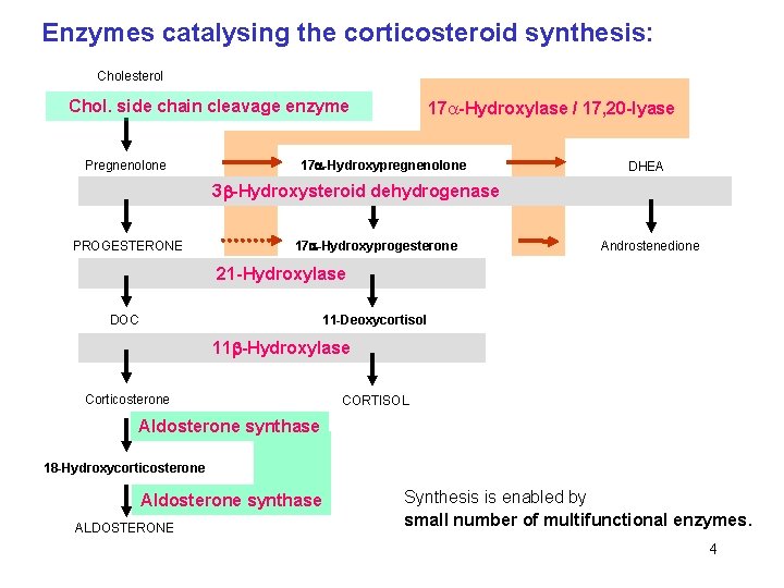 Enzymes catalysing the corticosteroid synthesis: Cholesterol Chol. side chain cleavage enzyme Pregnenolone 17 -Hydroxylase