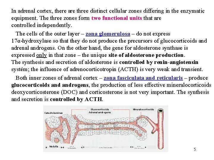 In adrenal cortex, there are three distinct cellular zones differing in the enzymatic equipment.