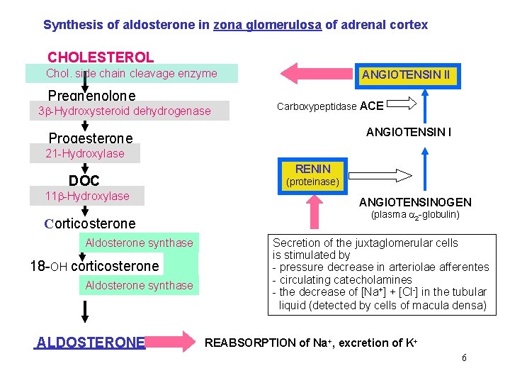 Synthesis of aldosterone in zona glomerulosa of adrenal cortex CHOLESTEROL Chol. side chain cleavage