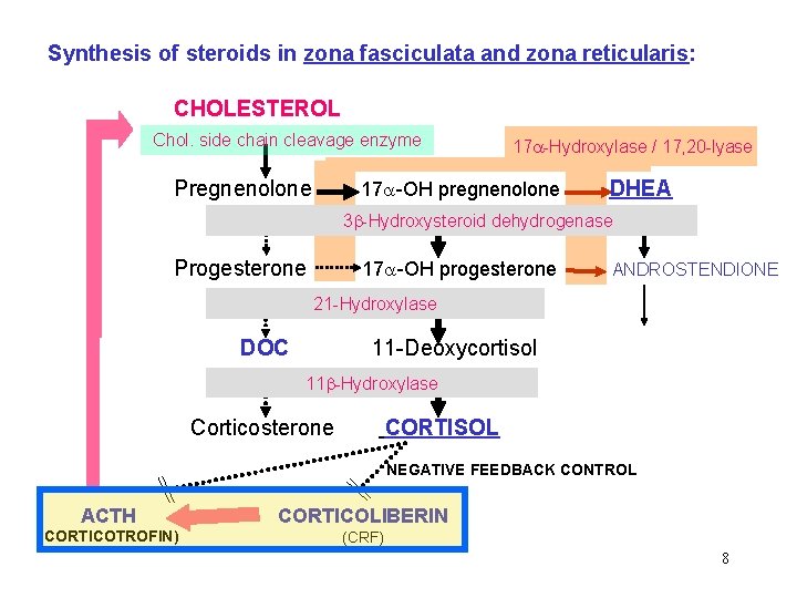 Synthesis of steroids in zona fasciculata and zona reticularis: CHOLESTEROL Chol. side chain cleavage