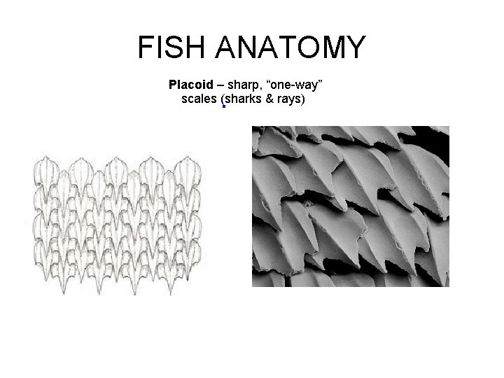 FISH ANATOMY Placoid – sharp, “one-way” scales (sharks & rays) 