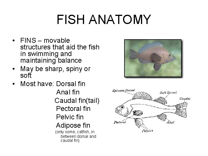 FISH ANATOMY • FINS – movable structures that aid the fish in swimming and
