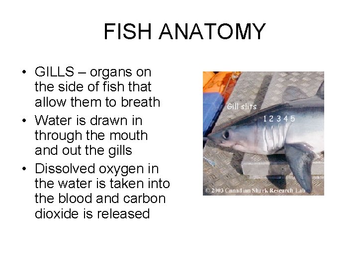 FISH ANATOMY • GILLS – organs on the side of fish that allow them