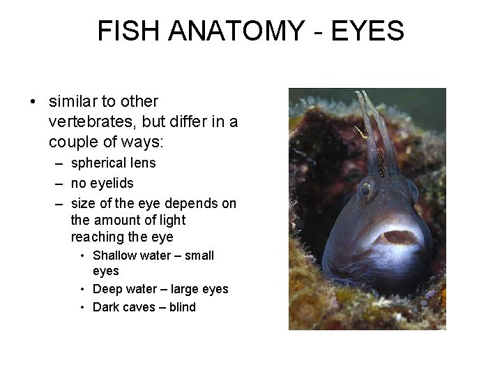 FISH ANATOMY - EYES • similar to other vertebrates, but differ in a couple