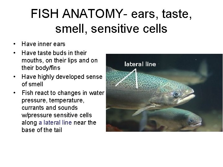 FISH ANATOMY- ears, taste, smell, sensitive cells • Have inner ears • Have taste