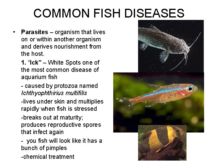 COMMON FISH DISEASES • Parasites – organism that lives on or within another organism