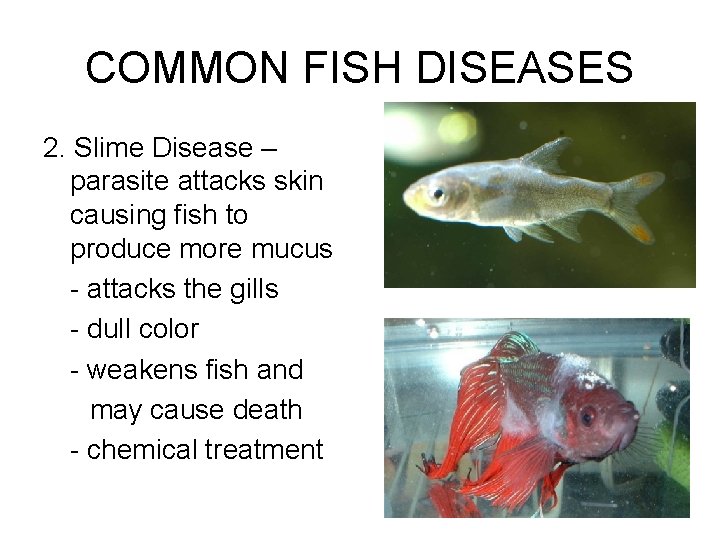 COMMON FISH DISEASES 2. Slime Disease – parasite attacks skin causing fish to produce