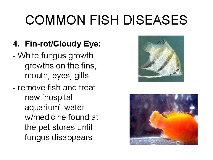 COMMON FISH DISEASES 4. Fin-rot/Cloudy Eye: - White fungus growths on the fins, mouth,