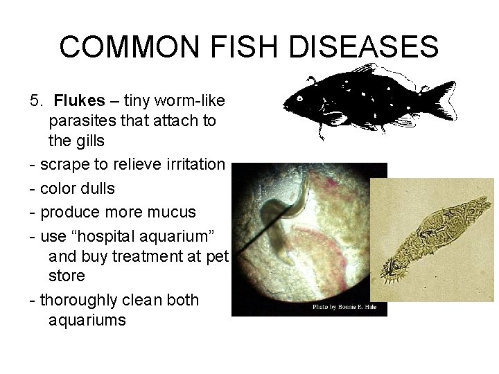 COMMON FISH DISEASES 5. Flukes – tiny worm-like parasites that attach to the gills