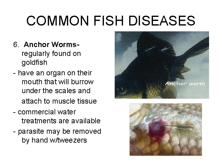 COMMON FISH DISEASES 6. Anchor Wormsregularly found on goldfish - have an organ on