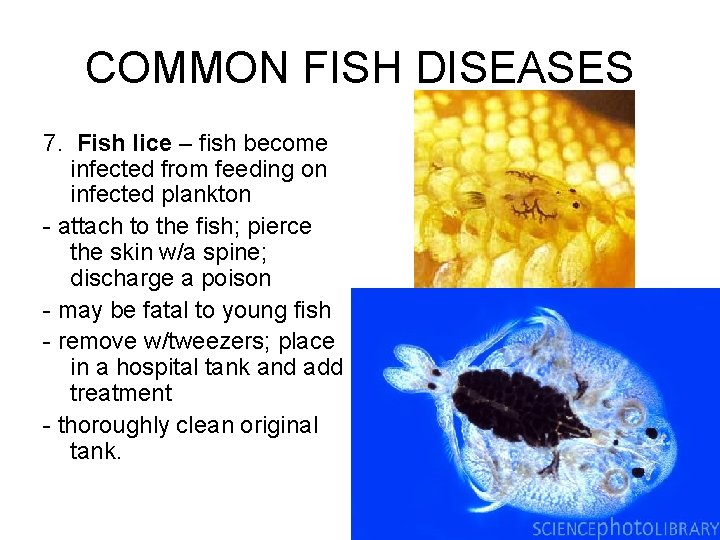 COMMON FISH DISEASES 7. Fish lice – fish become infected from feeding on infected