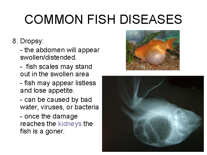 COMMON FISH DISEASES 8. Dropsy: - the abdomen will appear swollen/distended. - fish scales
