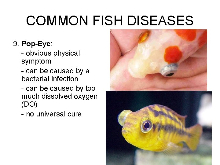 COMMON FISH DISEASES 9. Pop-Eye: - obvious physical symptom - can be caused by