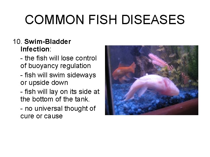 COMMON FISH DISEASES 10. Swim-Bladder Infection: - the fish will lose control of buoyancy