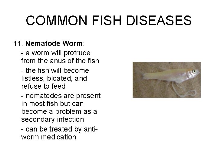 COMMON FISH DISEASES 11. Nematode Worm: - a worm will protrude from the anus