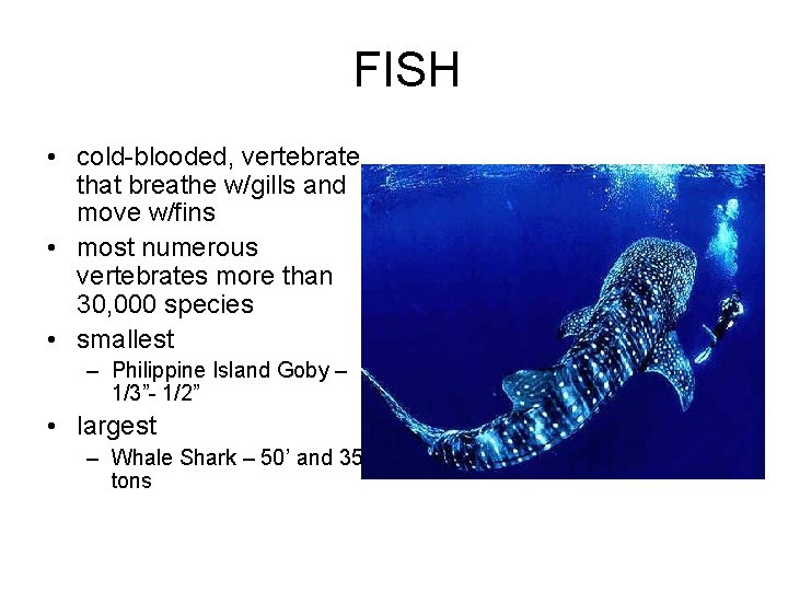 FISH • cold-blooded, vertebrate that breathe w/gills and move w/fins • most numerous vertebrates