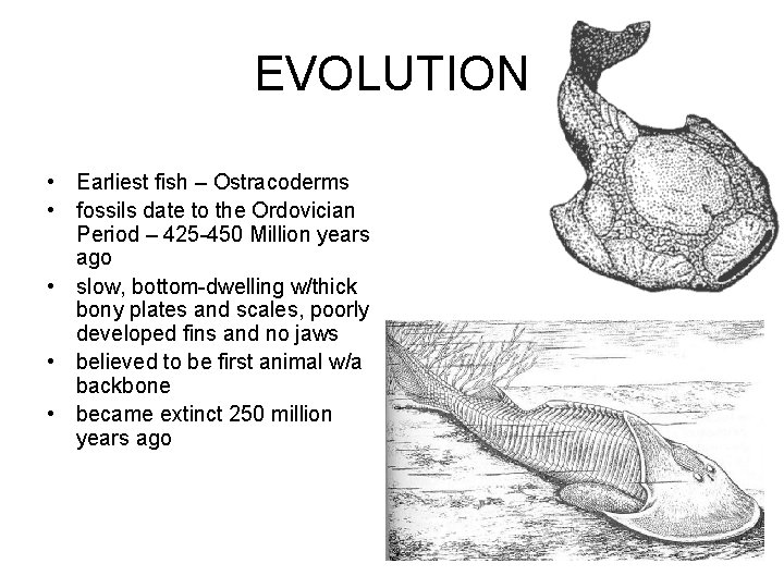 EVOLUTION • Earliest fish – Ostracoderms • fossils date to the Ordovician Period –