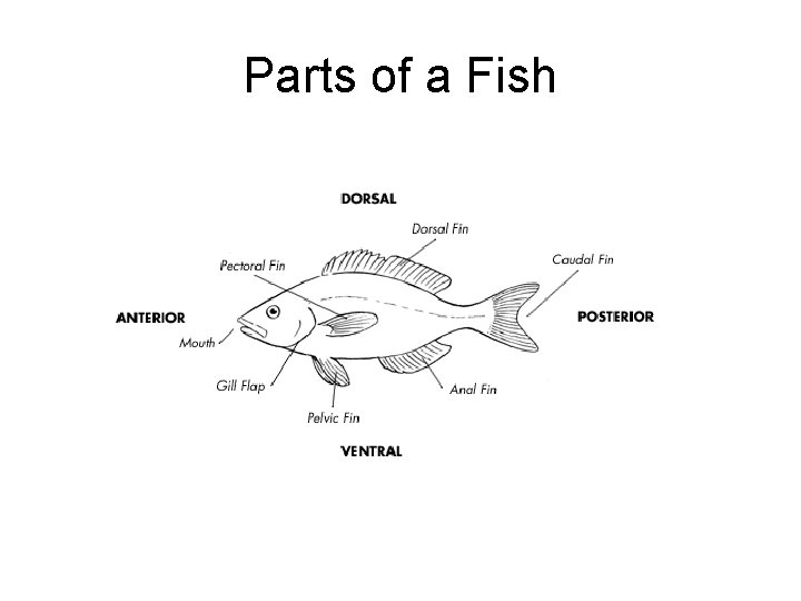 Parts of a Fish 