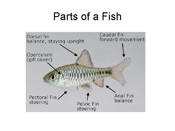 Parts of a Fish 