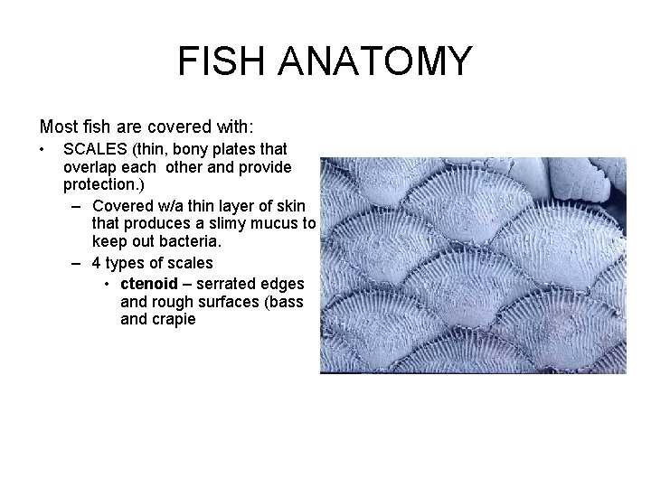 FISH ANATOMY Most fish are covered with: • SCALES (thin, bony plates that overlap