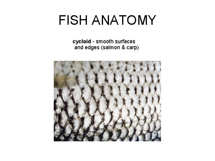 FISH ANATOMY cycloid - smooth surfaces and edges (salmon & carp) 