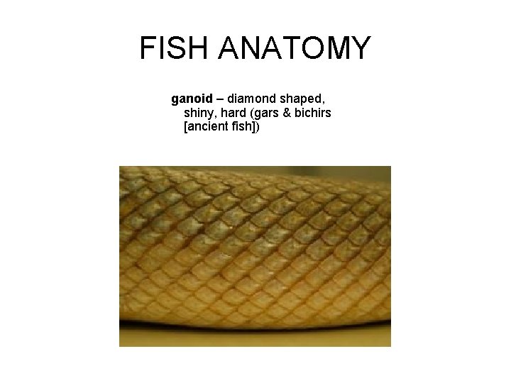 FISH ANATOMY ganoid – diamond shaped, shiny, hard (gars & bichirs [ancient fish]) 
