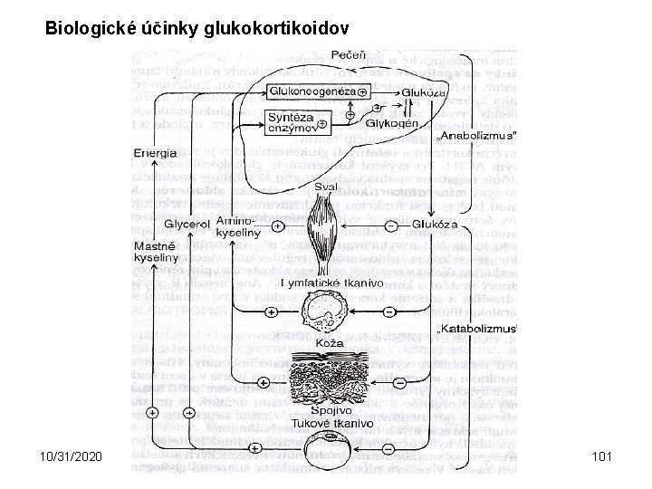 Biologické účinky glukokortikoidov 10/31/2020 101 