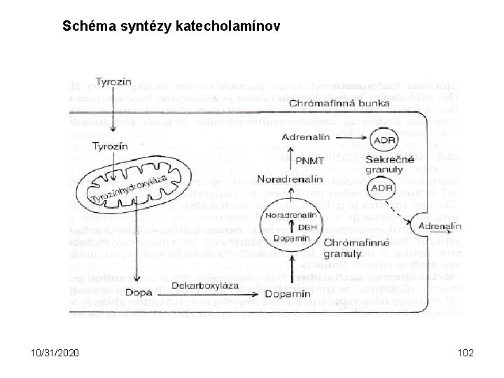 Schéma syntézy katecholamínov 10/31/2020 102 