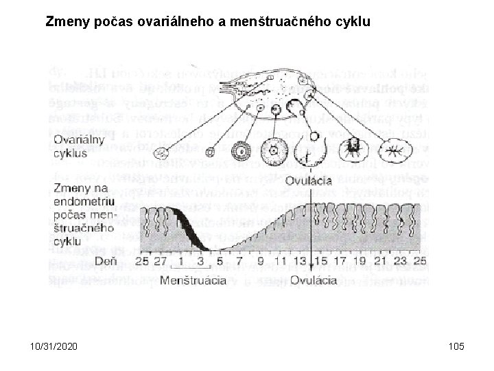 Zmeny počas ovariálneho a menštruačného cyklu 10/31/2020 105 
