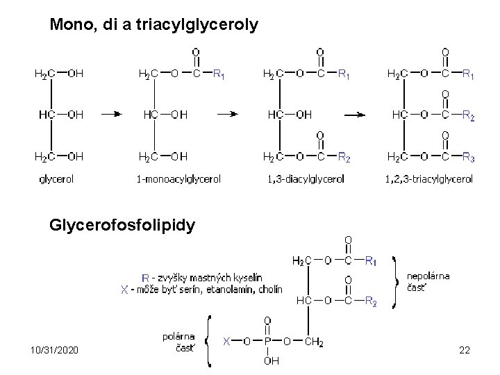 Mono, di a triacylglyceroly Glycerofosfolipidy 10/31/2020 22 