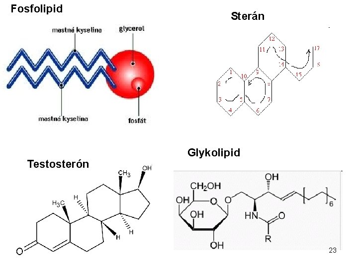 Fosfolipid Testosterón Sterán Glykolipid 23 