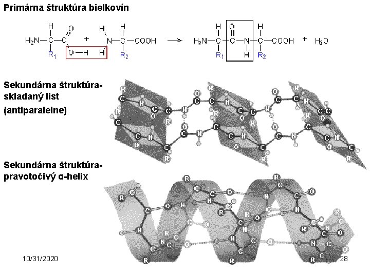 Primárna štruktúra bielkovín Sekundárna štruktúraskladaný list (antiparalelne) Sekundárna štruktúra- pravotočivý α-helix 10/31/2020 28 