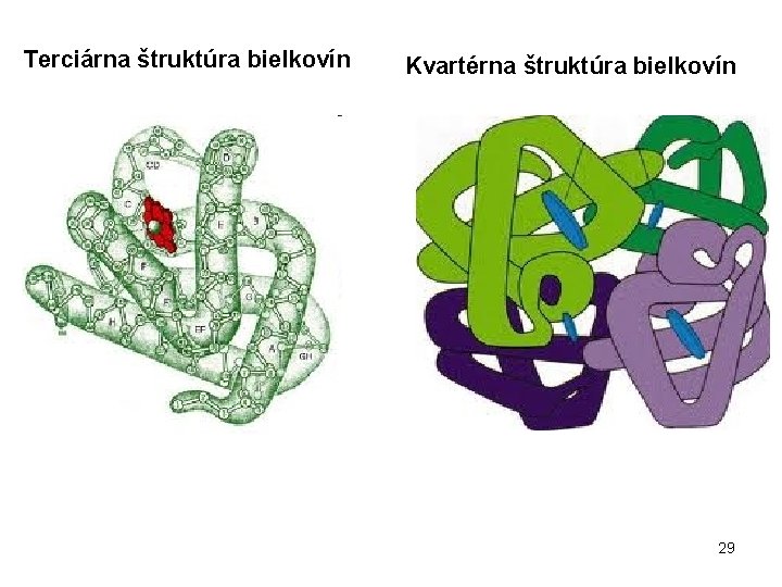 Terciárna štruktúra bielkovín Kvartérna štruktúra bielkovín 29 