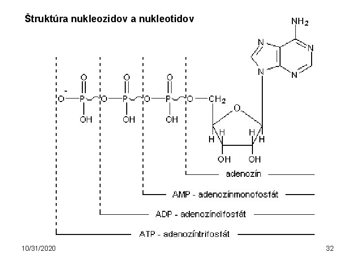 Štruktúra nukleozidov a nukleotidov 10/31/2020 32 