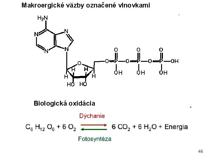 Makroergické väzby označené vlnovkami Biologická oxidácia 46 