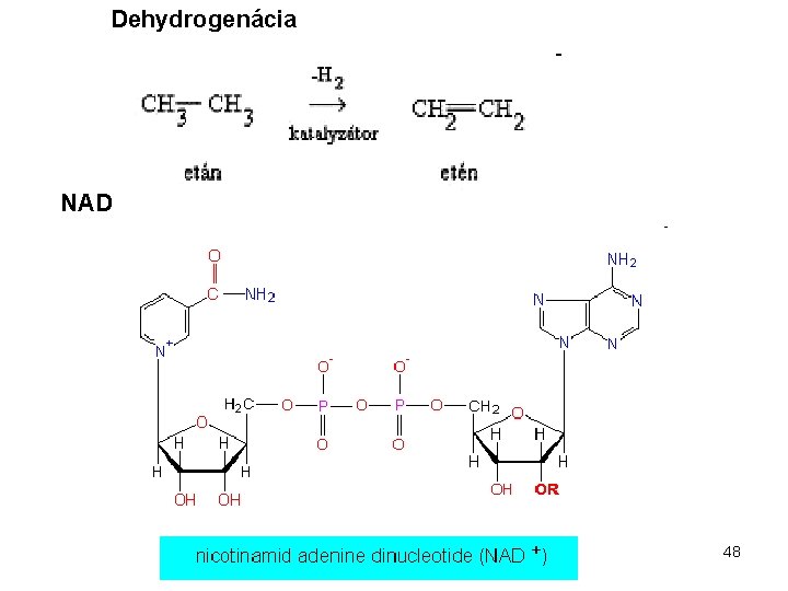 Dehydrogenácia NAD 48 
