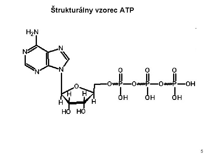 Štrukturálny vzorec ATP 5 