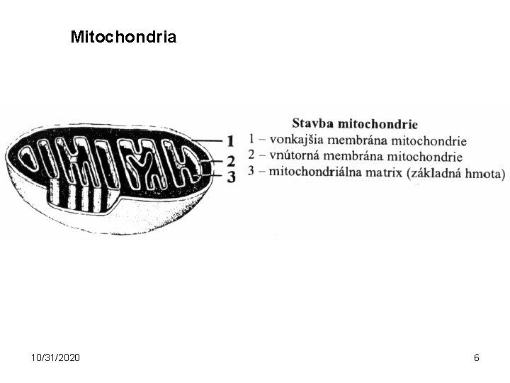 Mitochondria 10/31/2020 6 